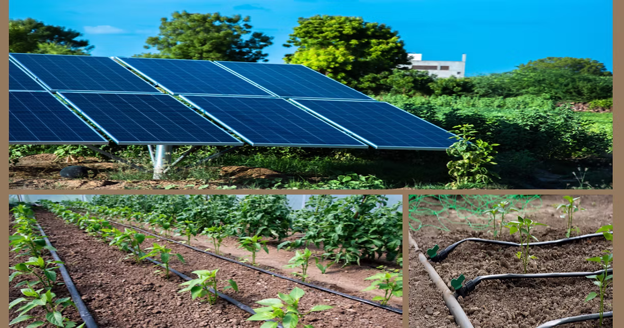Solar panels powering drip irrigation over farmland